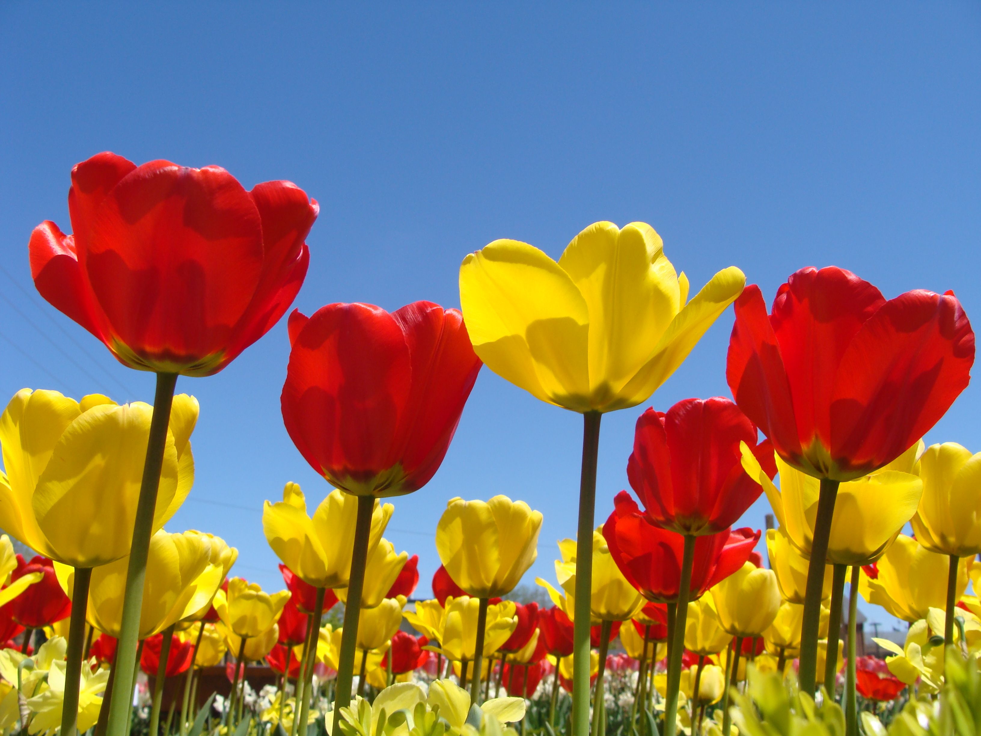 Spring Flowers